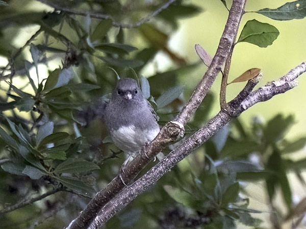 Tummajunkko, Dark-eyed Junco, Junco hyemalis